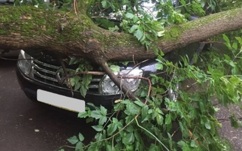 Во время грозы в Кирове дерево упало на новую иномарку