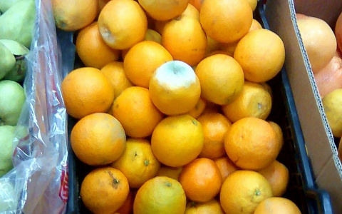 В детский сад в Кирове поставили гнилые апельсины