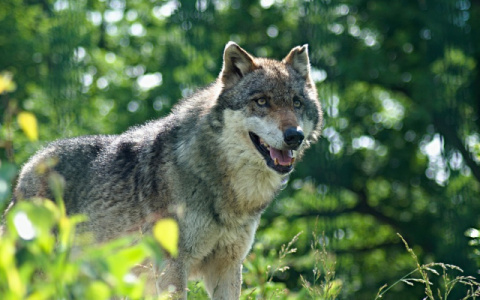 В Кировской области уничтожили 200 волков