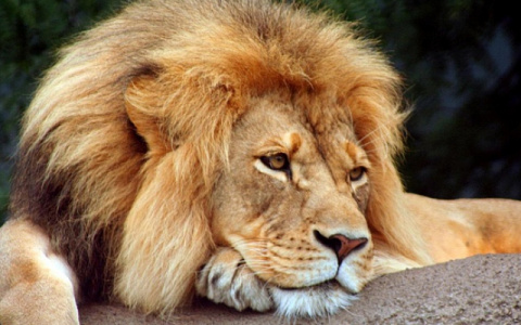 Стала известна судьба льва, который укусил кировчанку в сафари-парке