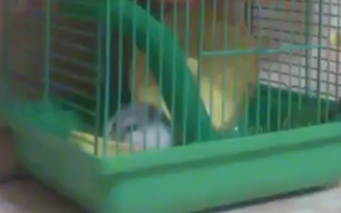 Цветущие машины и Пасегово для местных: на что жалуются в районах Кировской области