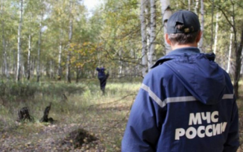 В омутнинском лесу нашли тело 29-летнего без вести пропавшего грибника