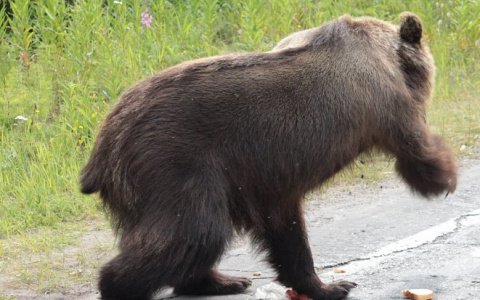 Охотовед прокомментировал смерть грибника от медведя в Омутнинске