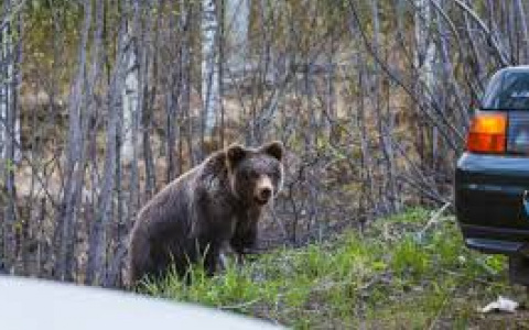 Что обсуждают в Кирове: нападение медведя в лесу и обыски в ЦДС