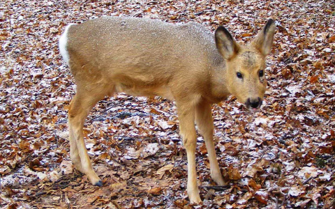 Охотник из Вятских Полян сфотографировал редкое для Кировской области животное