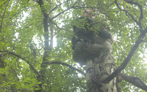 В Кировской области заблудившийся грибник забрался на дерево, чтобы вызвать полицию