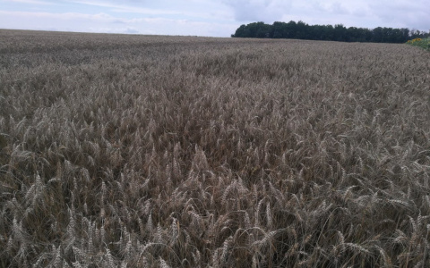 В Кировской области введен режим ЧС из-за массовой гибели посевов