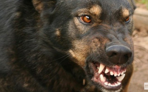 В Радужном на двух детей напали бродячие собаки