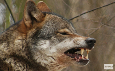 Охотназдор назвал самые опасные районы Кировской области по количеству волков