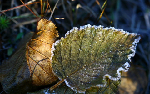 МЧС предупреждает о первых заморозках в Кирове
