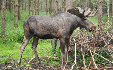 В Слободском районе охотники вместо лося поймали нарушителя