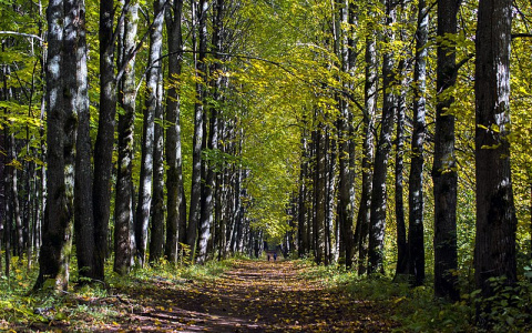 В дендропарке оборудуют дорожки и освещение за 5 миллионов рублей