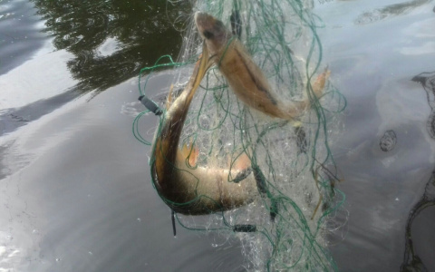На двух жителей Кировской области завели уголовное дело за незаконную рыбалку