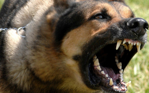 В Чистых прудах на двух детей набросилась собака