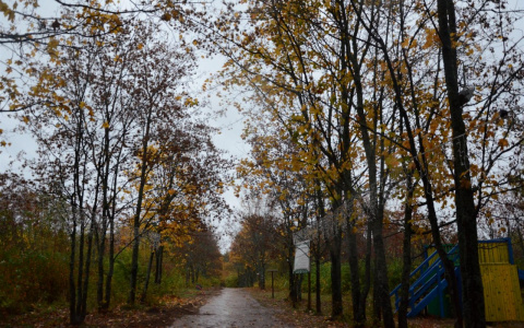 В дендропарке начали благоустраивать пешеходную зону