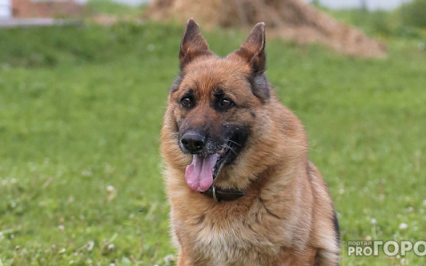 Следователи организовали проверку после нападения собаки на ребенка в Чистых Прудах