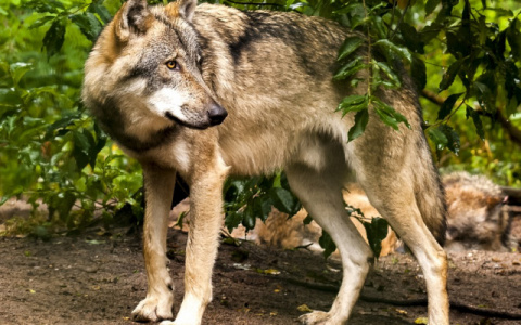 В Кировской области прошел отлов волков