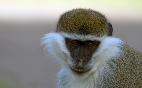 В Кировской области из контактного зоопарка сбежала зеленая мартышка