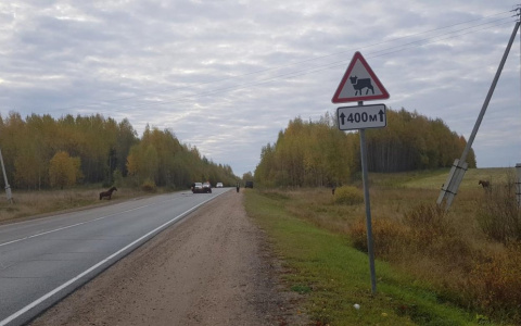 В Кировской области водитель Toyota сбил лошадь