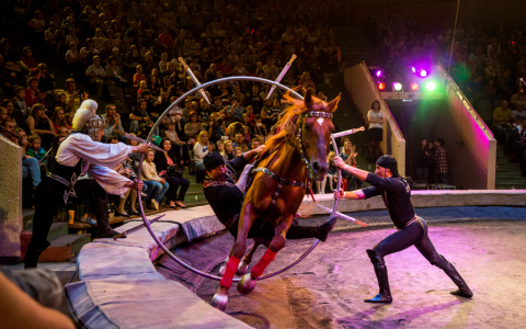 Что обсуждают в Кирове: отремонтированный цирк и угрозы борцу с просрочкой