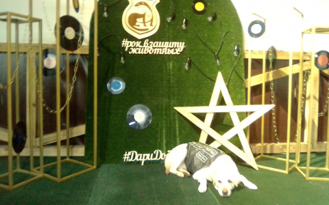 В Кирове на рок-фестивале собрали 61 тысячу рублей для бездомных животных