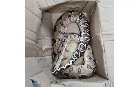 В Радужном дворник нашла в коробке огромную змею