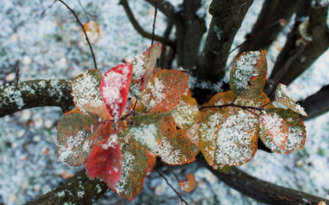Синоптики: в выходные температура в Кирове опустится до минусовых отметок