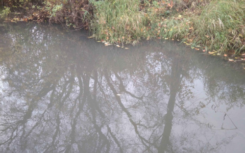 В одной из рек Кировской области от производственных отходов гибнет рыба