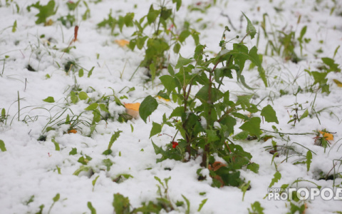 Прогноз погоды: синоптики прогнозируют в Кирове снегопад