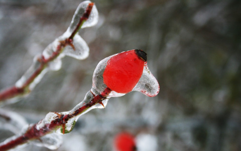 В Кирове ожидают гололед и ледяной дождь