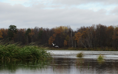 В Кировской области обнаружили редких лебедей, занесенных в Красную книгу