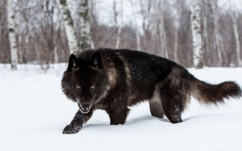 В Кирове второй раз за год добыли уникального волка