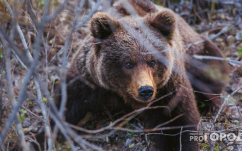 В 150 километрах от Кирова медведь напал на человека