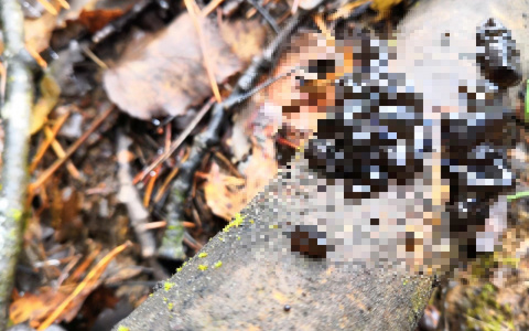 В кировском лесу нашли странные грибы, похожие на расплавленный пластик