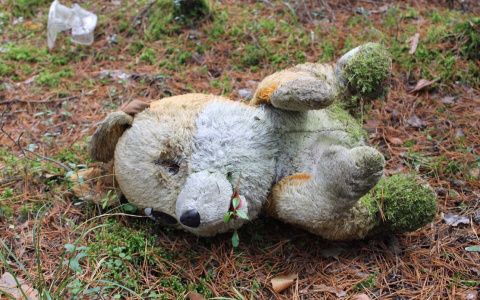 "В этих лесах хоррор повсюду": самая ужасная свалка в Кировской области