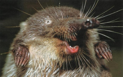 15 редчайших животных и птиц, которых можно увидеть в Кировской области