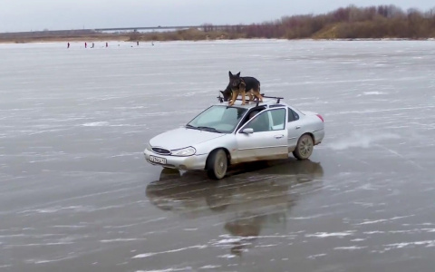 Видео: водитель иномарки с собаками на крыше прокатился по тонкому льду Вятки