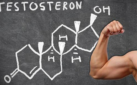 Зачем и как поддерживать тестостерон в мужском организме?