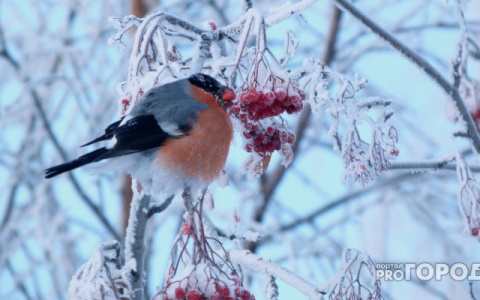 На неделе в Кирове похолодает до -23 градусов