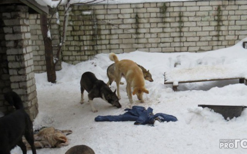 "Синяк большой, ребенок прихрамывает": в Нововятске мальчика покусала собака