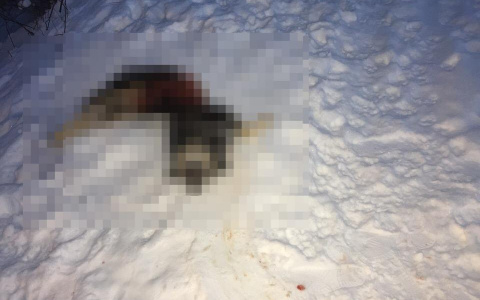 В Кировской области волки подходят к домам и разрывают собак