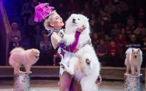 В Кирове потерялась цирковая собака артистки Екатерины Запашной