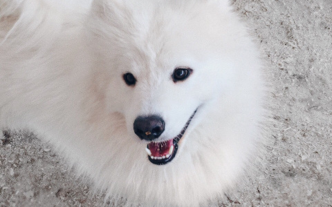 За информацию о пропавшей в Кирове цирковой собаке объявили вознаграждение