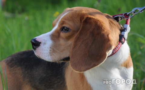 В Кировской области чипирование всех домашних животных станет обязательным