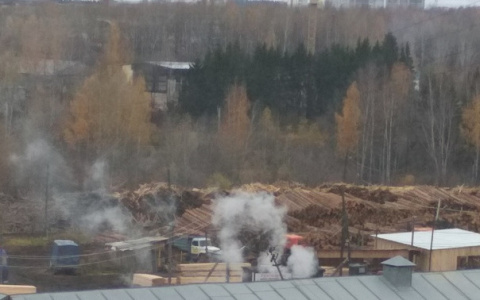 В Кирове на пилораме незаконно сжигают трупы кошек и собак