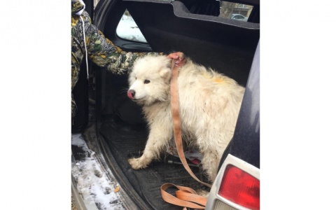 В Кирове нашли пропавшую цирковую собаку Екатерины Запашной