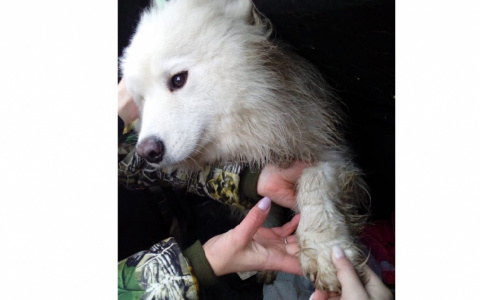 Что обсуждают в Кирове: возвращение пропавшей цирковой собаки и ДТП на Лепсе
