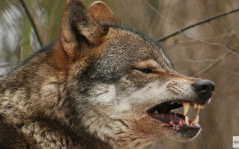 В  Кировской области волки зашли в райцентр и разорвали собаку