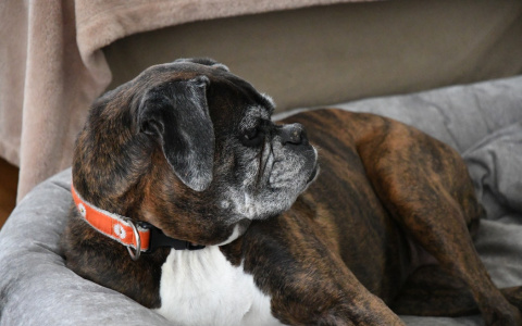 Кировчанку обманули на "Авито" на 10 тысяч рублей