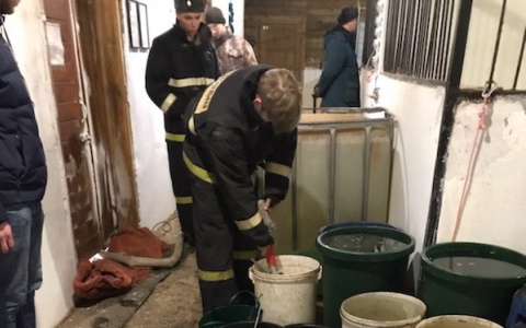 В Кирове сотрудники МЧС спасли полсотни лошадей